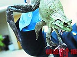 Шестилапая лягушка была найдена в ресторане в Китае