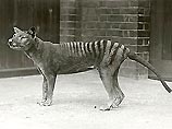 Австралийские ученые не смогли клонировать вымершего тасманского тигра