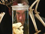Как сообщает ABC Science Online, этот проект был начат в 1999 году тогдашним директором музея - профессором Майком Арчером. План заключался в том, чтобы клонировать тасманского тигра с помощью образца ДНК, полученного от детеныша и хранившегося заспиртова Как сообщает ABC Science Online, этот проект был начат в 1999 году тогдашним директором музея - профессором Майком Арчером. План заключался в том, чтобы клонировать тасманского тигра с помощью образца ДНК, полученного от детеныша и хранившегося заспиртова