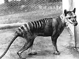 Австралийские ученые не смогли клонировать вымершего тасманского тигра (ФОТО)