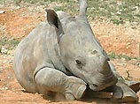 Самый старый в Европе белый носорог скончался в польском зоопарке
