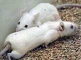 Группе ученых из Университета Торонто и Центра исследования генома при Гонконгском университете удалось выявить вещество, которое останавливает развитие болезни Альцгеймера у мышей