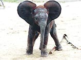 В Вене слон убил сотрудника зоопарка