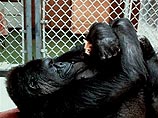 Знаменитая "говорящая" горилла по кличке Коко владеет языком жестов, и именно жестами горилла якобы попросила, чтобы девушки разделись