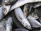 Россия запретила ввоз рыбы и разрешила поставки мяса птицы из Финляндии