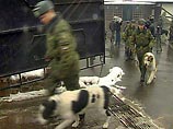 На станциях метрополитена стало больше милиции, а вестибюли центральных станций для обнаружения взрывчатки патрулируют сотрудники милиции с собаками