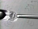 Японские ученые вырастили женские яйцеклетки в мужских яичках