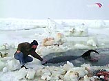 Возле острова Итуруп Курильской гряды льдами зажало шесть китов. Животные не могут самостоятельно выбраться в открытое море: им не хватает воздуха