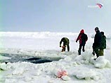 Власти южнокурильского острова Итуруп попросили военных помочь в спасении четырех застрявших во льдах касаток