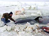 Военных просят взорвать лед в заливе Простор, в котором киты попали в ледяную западню