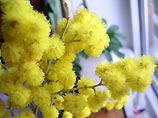 200 тонн мимозы из Абхазии доставят в Россию к 8 марта 200 тонн мимозы из Абхазии доставят в Россию к 8 марта
