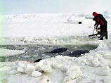 Погибли все касатки, затертые во льдах Охотского моря