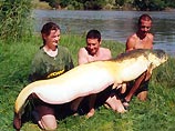 Сом длиной 2 м 36 см и весом 80 кг, пойманный рыбаками в Испании в 2002 году Сом длиной 2 м 36 см и весом 80 кг, пойманный рыбаками в Испании в 2002 году