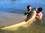 Оренбургский рыбак поймал 1,5-метровую щуку весом 12 килограммов (ФОТО)
