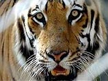 В киевском зоопарке тигрица Светлая убила 23-летнюю уборщицу В киевском зоопарке тигрица Светлая убила 23-летнюю уборщицу
