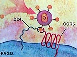 Мутация дельта-32, изменяющая клеточный рецептор CCR5, защищает организм человека от ВИЧ инфекций. Наиболее часто подобная генетическая мутация встречается у европейцев. При этом, чаще всего иммунитет встречается у россиян и жителей скандинавских стран Мутация дельта-32, изменяющая клеточный рецептор CCR5, защищает организм человека от ВИЧ инфекций. Наиболее часто подобная генетическая мутация встречается у европейцев. При этом, чаще всего иммунитет встречается у россиян и жителей скандинавских стран