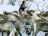 в Надымском районе проживает более трех тысяч представителей малочисленных коренных народов Севера. Многие из них зарабатывают на жизнь разводя оленей в Надымском районе проживает более трех тысяч представителей малочисленных коренных народов Севера. Многие из них зарабатывают на жизнь разводя оленей