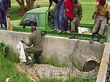 Гигантский крокодил Усама, убийца 83 человек, впал в депрессию и перешел на курицу