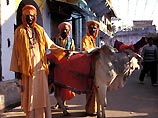 Лекарство из мочи и навоза священной коровы в Индии считают панацеей от всех болезней 

