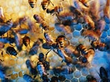 В Испании от неизвестной эпидемии вымирают пчелы