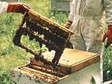 Пчеловодам и ученым никак не удается установить причины происходящего