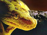 Самой красивой змеей на международном конкурсе красоты в Туле признан зеленый питон