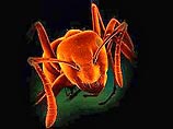 Глобальное потепление может спровоцировать новую неожиданную угрозу со стороны мира насекомых - появление огромного количества муравьев