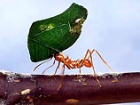 Глобальное потепление может вызвать в мире нашествие муравьев