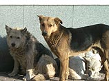 Бездомным собакам Москвы вошьют чипы Бездомным собакам Москвы вошьют чипы