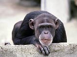 В Голливуде шимпанзе теряют работу, сходят с ума и нападают на людей