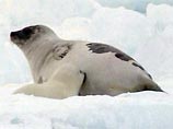 Защитники животных протестуют против охоты на тюленей в Канаде