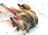 В Мордовии убит легендарный волк Джаффар, наводивший ужас на жителей окрестных сел