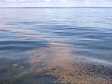 Воды Балтики из-за большого количества питательных веществ превратились в подводные пустыни