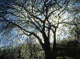 В Чувашии 2 раза в год будут праздновать День дерева