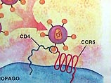 Уже давно известно, что мутация в белке CCR5 препятствует проникновению ВИЧ в иммунные клетки. Британские ученые провели на компьютере симуляцию распространения мутации и проследили ее вплоть до истоков