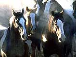 В Великобритании разрешено клонировать лошадей в некоммерческих целях