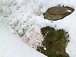В коттеджном поселке Подмосковья собаки насмерть загрызли 9-летнюю девочку В коттеджном поселке Подмосковья собаки насмерть загрызли 9-летнюю девочку