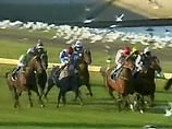 Скачки Goldenway Handicap в австралийском Мельбурне пришлось отменить после того, как лошади и наездники внезапно были атакованы большой стаей агрессивных морских чаек