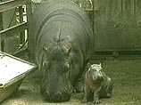 В Омской области родился первый бегемот-сибиряк