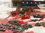 Канадским охотникам разрешено убить 320 тысяч тюленей
