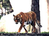 В зоопарке Рангуна женщина грудью вскармливает двух бенгальских тигрят