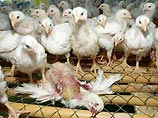 В Северной Корее обнаружен новый, ранее не известный, штамм "птичьего гриппа" Н7, опасный для здоровья человека В Северной Корее обнаружен новый, ранее не известный, штамм "птичьего гриппа" Н7, опасный для здоровья человека