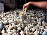 По данным эксперта ООН, носителями штамма Н7 стали тысячи кур на многих северокорейских птицефабриках. Как и вирус H5N1, вирус Н7 также принадлежит к тем инфекционным штаммам, которые способны передаваться людям По данным эксперта ООН, носителями штамма Н7 стали тысячи кур на многих северокорейских птицефабриках. Как и вирус H5N1, вирус Н7 также принадлежит к тем инфекционным штаммам, которые способны передаваться людям