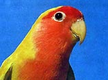 Этот вид попугаев неразлучников Фишера относится к объектам СИТЕС - Конвенции о международной торговле видами дикой флоры и фауны, находящимися под угрозой исчезновения