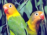 Сотрудники Домодедовской таможни конфисковали 66  попугаев редкого вида