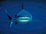 Die Welt: акулы не так агрессивны, как люди