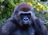 ЮНЕСКО наблюдает со спутника за гориллами в труднодоступных зонах Африки 