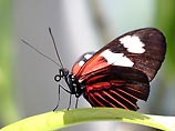 В Великобритании следят за полетами бабочек по датчикам, прикрепленным к их тельцам
