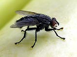 Ученые научились управлять мухами с помощью лазера