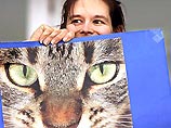 На референдуме, который прошел в 72 округах штата, жителей просили ответить на вопрос: согласны ли они, чтобы бездомные кошки были внесены в список незащищенных законом животных?